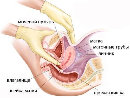 матка после родов