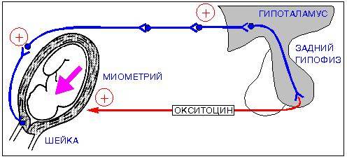 искусственные роды