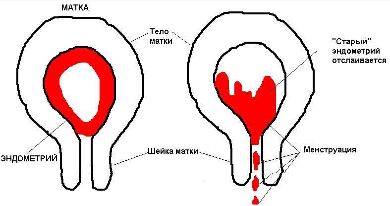 обильные месячные после родов
