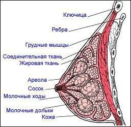 грудь после родов