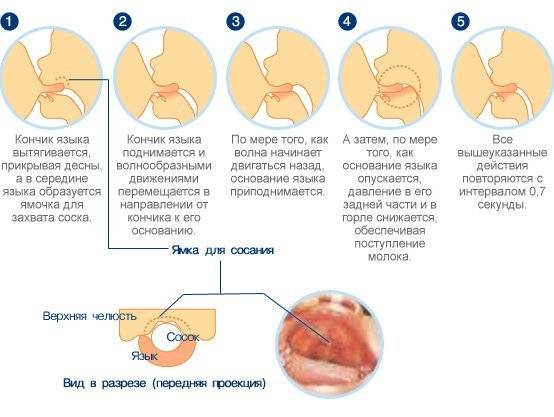 грудь после родов