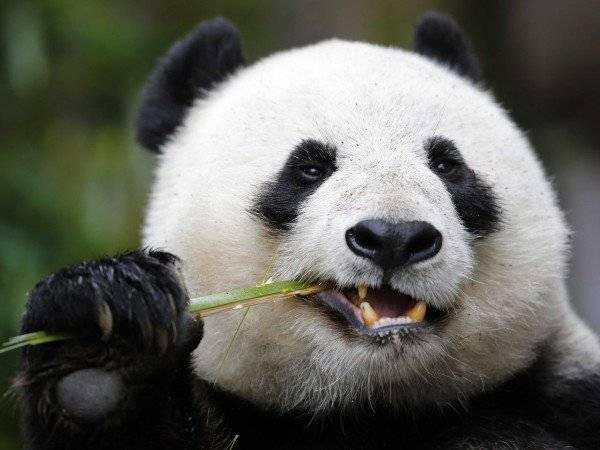 chinas-panda-diplomacy-has-entered-a-lucrative-new-phase.jpg